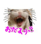 るーちゃんがいる毎日（個別スタンプ：21）