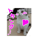 るーちゃんがいる毎日（個別スタンプ：24）