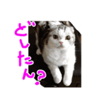 るーちゃんがいる毎日（個別スタンプ：25）
