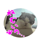 るーちゃんがいる毎日（個別スタンプ：26）