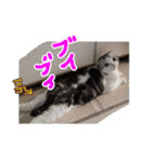 るーちゃんがいる毎日（個別スタンプ：31）
