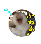 るーちゃんがいる毎日（個別スタンプ：33）