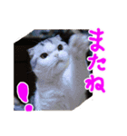 るーちゃんがいる毎日（個別スタンプ：34）