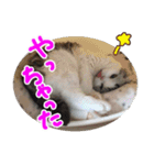 るーちゃんがいる毎日（個別スタンプ：36）