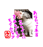 るーちゃんがいる毎日（個別スタンプ：40）