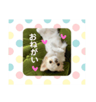 よく使うtofuの気持ち（個別スタンプ：1）