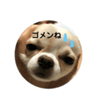 よく使うtofuの気持ち（個別スタンプ：2）