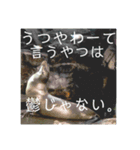 写真が語る名言（個別スタンプ：3）