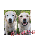凛幸☆仲良し兄弟（個別スタンプ：13）