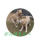 凛幸☆仲良し兄弟（個別スタンプ：16）