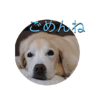 凛幸☆仲良し兄弟（個別スタンプ：17）