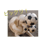 凛幸☆仲良し兄弟（個別スタンプ：28）