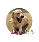 凛幸☆仲良し兄弟（個別スタンプ：30）