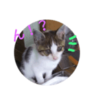 チビちゃんたち。（個別スタンプ：5）
