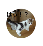 チビちゃんたち。（個別スタンプ：7）