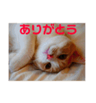 GINGERスタンプリニューアル完全版（個別スタンプ：1）