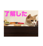 GINGERスタンプリニューアル完全版（個別スタンプ：3）