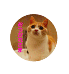 GINGERスタンプリニューアル完全版（個別スタンプ：5）