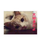 GINGERスタンプリニューアル完全版（個別スタンプ：6）