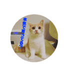 GINGERスタンプリニューアル完全版（個別スタンプ：9）