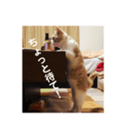 GINGERスタンプリニューアル完全版（個別スタンプ：15）