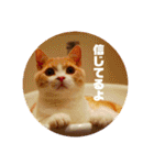GINGERスタンプリニューアル完全版（個別スタンプ：16）