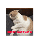 GINGERスタンプリニューアル完全版（個別スタンプ：19）