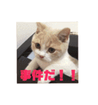GINGERスタンプリニューアル完全版（個別スタンプ：20）
