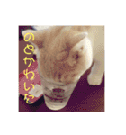 GINGERスタンプリニューアル完全版（個別スタンプ：22）