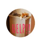 GINGERスタンプリニューアル完全版（個別スタンプ：24）