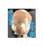 GINGERスタンプリニューアル完全版（個別スタンプ：26）