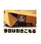 GINGERスタンプリニューアル完全版（個別スタンプ：28）