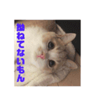 GINGERスタンプリニューアル完全版（個別スタンプ：30）