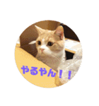 GINGERスタンプリニューアル完全版（個別スタンプ：36）