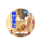 GINGERスタンプリニューアル完全版（個別スタンプ：38）