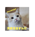 GINGERスタンプリニューアル完全版（個別スタンプ：39）