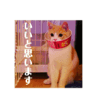 GINGERスタンプリニューアル完全版（個別スタンプ：40）