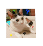 みけねこつくし（個別スタンプ：1）