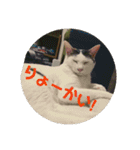 みけねこつくし（個別スタンプ：3）