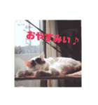 みけねこつくし（個別スタンプ：5）