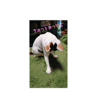 みけねこつくし（個別スタンプ：6）
