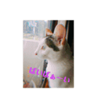 みけねこつくし（個別スタンプ：7）