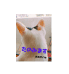 みけねこつくし（個別スタンプ：8）
