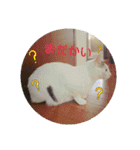 みけねこつくし（個別スタンプ：9）