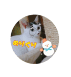 みけねこつくし（個別スタンプ：10）