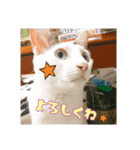 みけねこつくし（個別スタンプ：11）