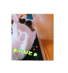 みけねこつくし（個別スタンプ：13）