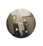 みけねこつくし（個別スタンプ：14）