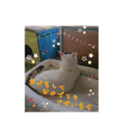 みけねこつくし（個別スタンプ：15）