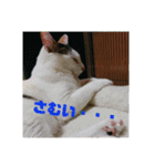 みけねこつくし（個別スタンプ：16）
